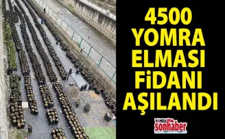 4500 Yomra Elması Fidanı aşılandı
