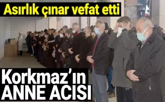 Asırlık çınar vefat etti
