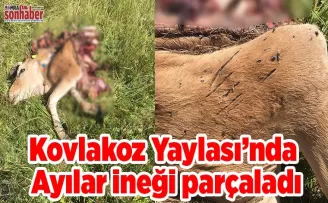 Ayı ineği parçaladı