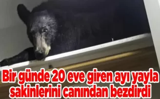 Bir günde 20 eve giren ayı yayla sakinlerini canından bezdirdi