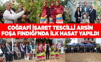 COĞRAFİ İŞARET TESCİLLİ ARSİN FOŞA FINDIĞI’NDA İLK HASAT YAPILDI