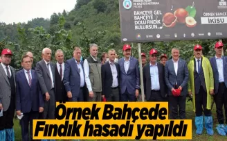 Fındık hasadı örnek  bahçede yapıldı   