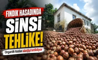 Fındık hasadında sinsi tehlike! Organik tozlar alerjiyi tetikliyor