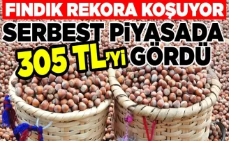 Fındık Rekora Koşuyor Serbest Piyasada 305 TL’yi Gördü