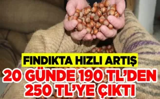 Fındıkta hızlı yükseliş 20 günde 190 TL’den 250 TL’ye