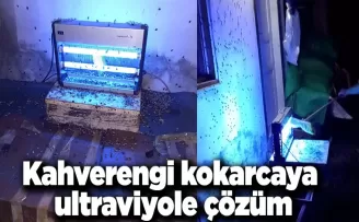Kahverengi kokarcaya ultraviyole çözüm