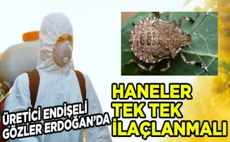 Karadeniz’i Kokarca İstilası Sardı! 