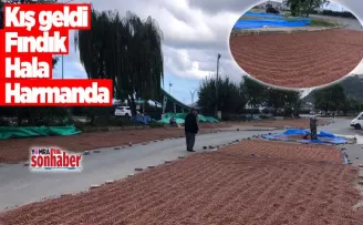 Kış Geldi Fındık Harmanda