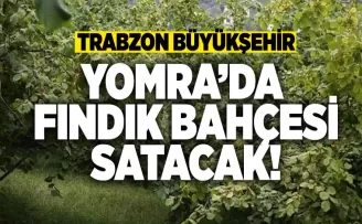 Trabzon’da Büyükşehir Fındık Bahçesi satacak!