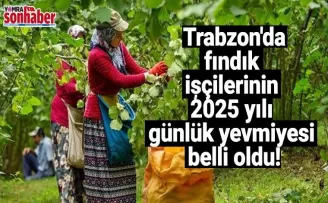 Trabzon’da fındık işçilerinin 2025 yılı günlük yevmiyesi belli oldu!