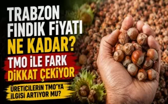 Trabzon fındık fiyatı ne kadar? TMO ile fark dikkat çekiyor