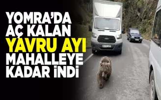 Yomra'da aç kalan  yavru ayı mahalleye indi