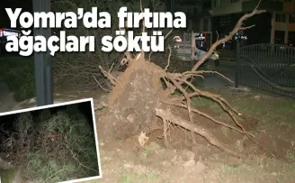 Yomra'da fırtına ağacı söktü!