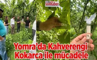 Yomra’da Kahverengi Kokarca ile mücadele