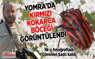 YOMRA’DA KIRMIZI KOKARCA BÖCEĞİ GÖRÜNTÜLENDİ