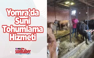 YOMRA’DA SUNİ TOHUMLAMA HİZMETİ