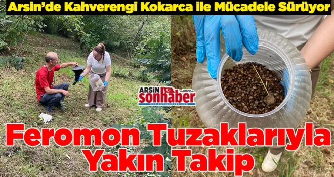 Arsin’de Kahverengi Kokarca ile Mücadele Sürüyor