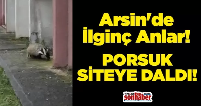 Arsin’de porsuk site bahçesine girdi