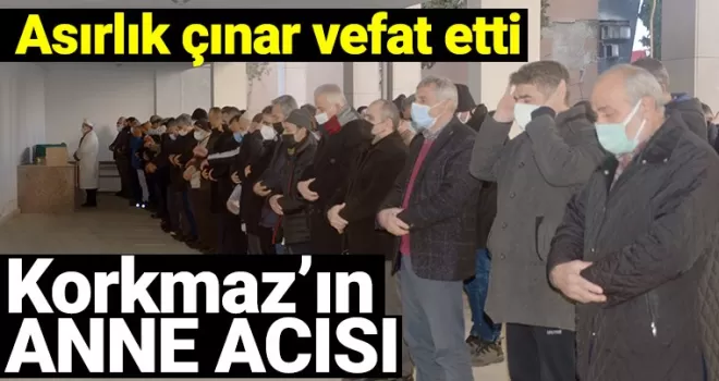 Asırlık çınar vefat etti
