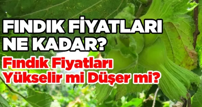 Bugün Fındık Fiyatları Ne Kadar Oldu?