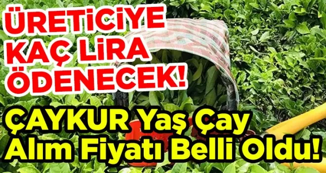 ÇAYKUR Yaş Çay Alım Fiyatı Belli Oldu