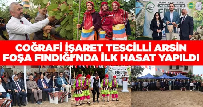 COĞRAFİ İŞARET TESCİLLİ ARSİN FOŞA FINDIĞI’NDA İLK HASAT YAPILDI