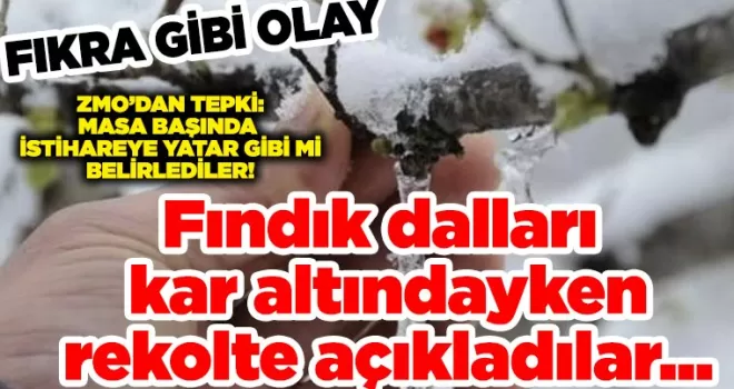 Fıkralık olay! Fındık dalları kar altındayken, rekolte açıkladılar...