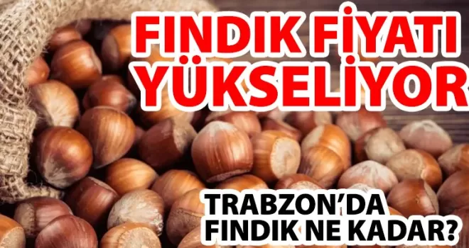Fındık fiyatları yükseliyor... Yomra’da güncel fındık fiyatı