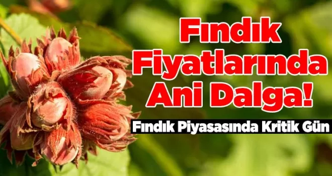 Fındık Fiyatlarında Ani Dalga!