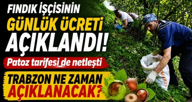 Fındık işçisinin günlük ücreti açıklandı! Patoz tarifesi de netleşti