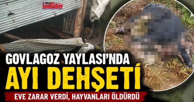 Govlagoz Yaylası’nda Ayı Dehşeti