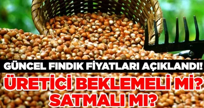 Güncel Fındık Fiyatları Açıklandı!