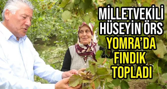 Milletvekili Örs Yomra'da fındık topladı