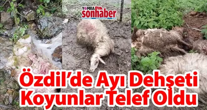 Özdil’de Ayı Dehşeti  Koyunlar Telef Oldu