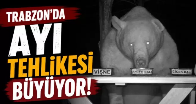 Trabzon’da ayı tehlikesi büyüyor!