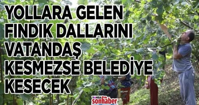 YOLLARA GELEN FINDIK DALLARINI VATANDAŞ KESMEZSE BELEDİYE KESECEK 
